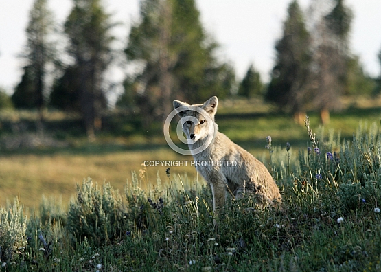 Coyote's Scout