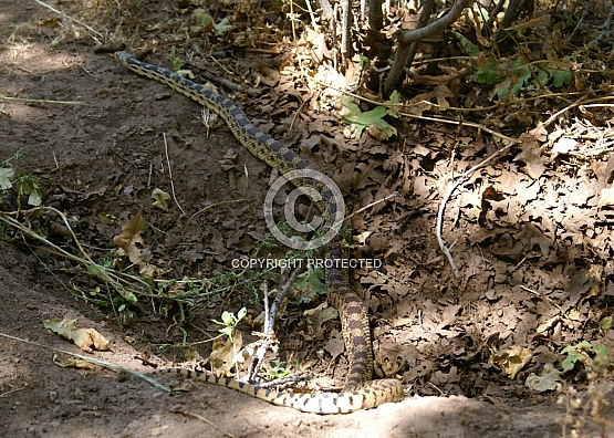 Rat Snake on the prowl