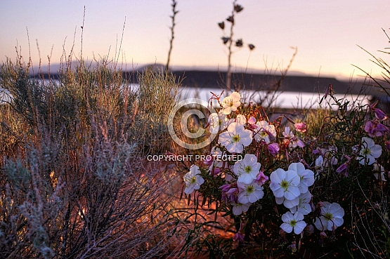 Primrose Blooms at Dawn