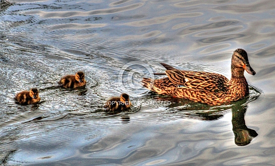 Mallard Quartet on the Bear River