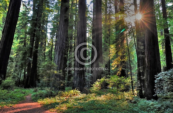 Sunrays in the Redwoods
