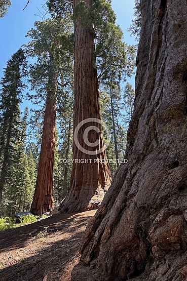 Big Tree Trail