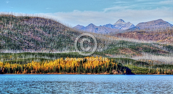 Larch on Fish Creek Point