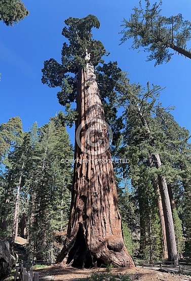 General Sherman Tree