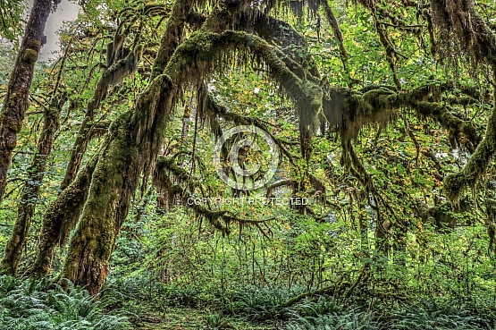 The Hall of Mosses