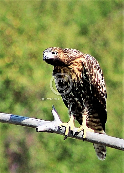 Hawk Not Happy