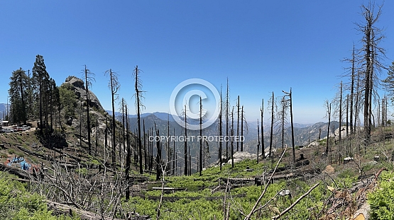 Snags near Moro Rock