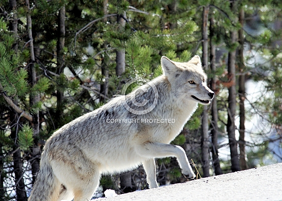 Coyote on the Prowl