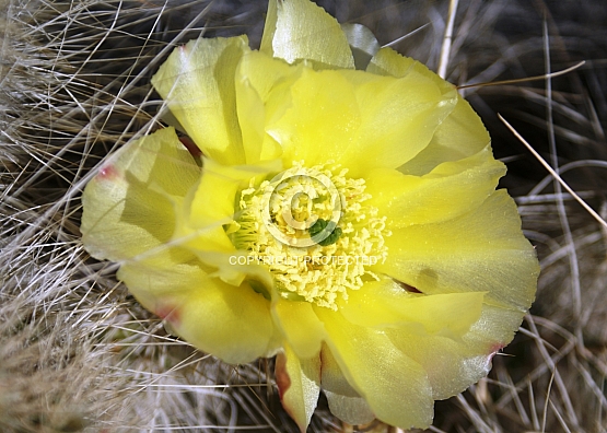 Yellow Cactus Bloom