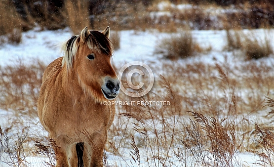 Belgian Draft Horse in the Rain