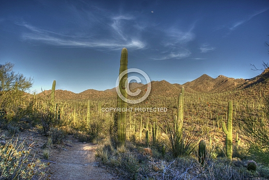 Saguaro Cactus in Bejada Wash
