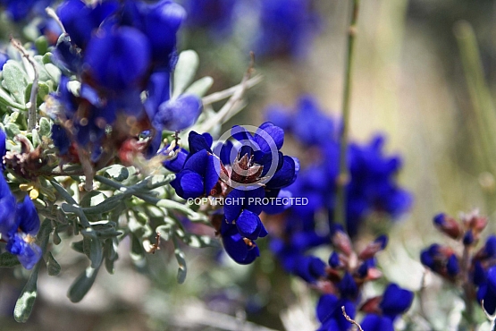Calico Basin Blooms