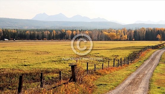Hayfield in the Home Ranch Bottoms