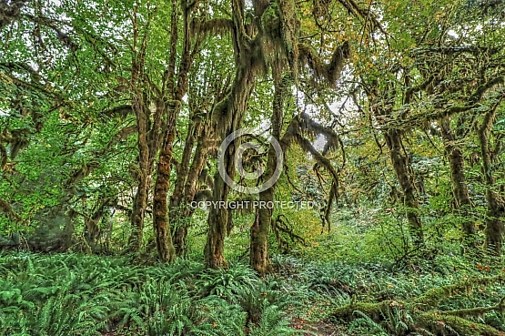 Hoh Rainforest