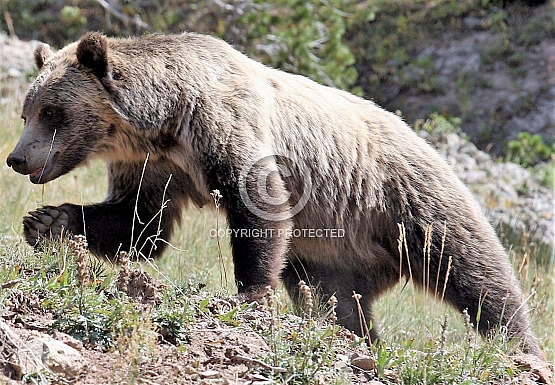 Blond Grizzly