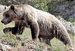 Blond Grizzly