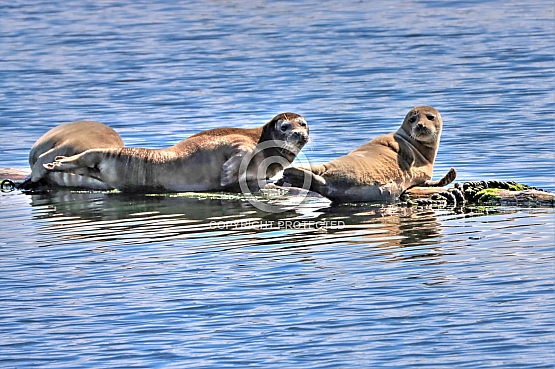 Sun bathing Harbor Seals