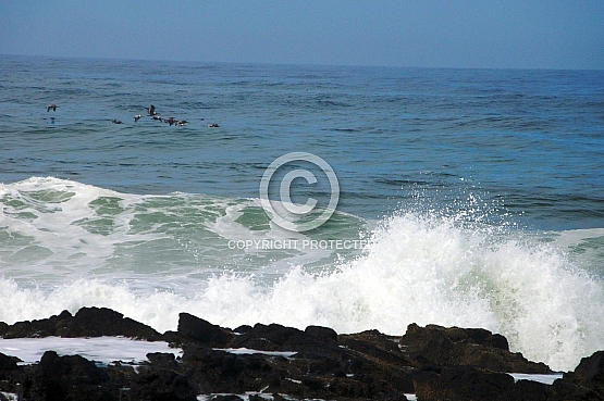 Pelicans on Cape Perpetua