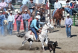 Dappled Gray Quarterhorse