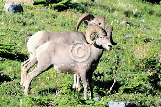 Bighorns on Logan Pass