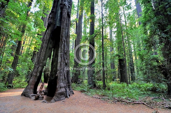 Hollow Tree at Founder's Grove