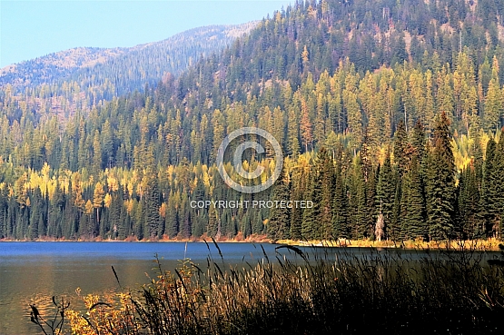 Larch on Upper Whitefish Lake