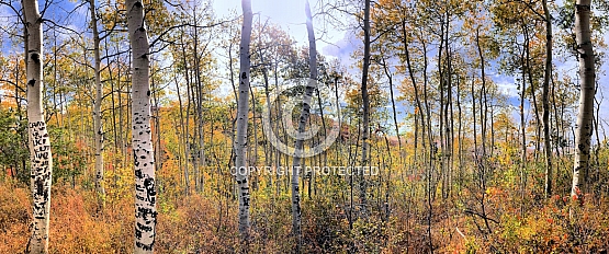 Quaking Aspen Forest