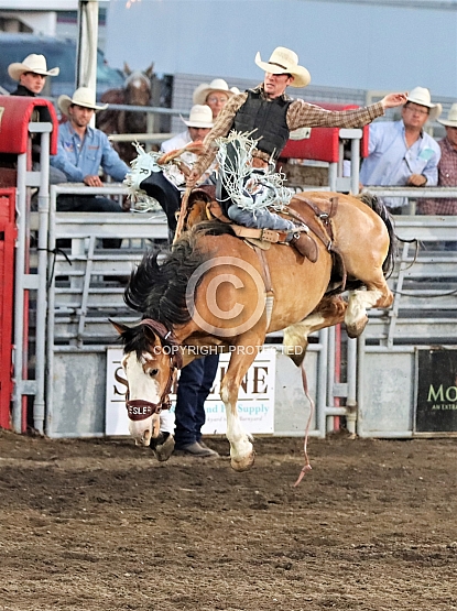 Buckskin Bronco