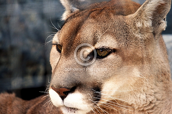 Lion's Glare
