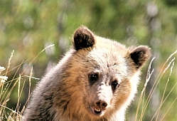 Blonde Grizzly Cub