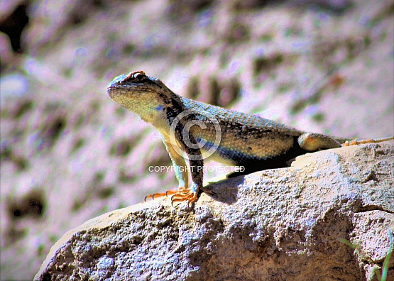 Side Blotched Lizard