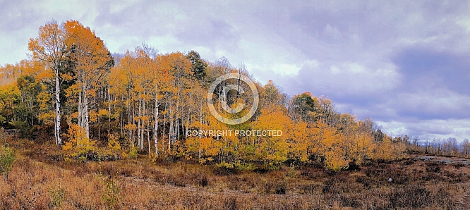 Aspens in the Wasatch - Pine Canyon