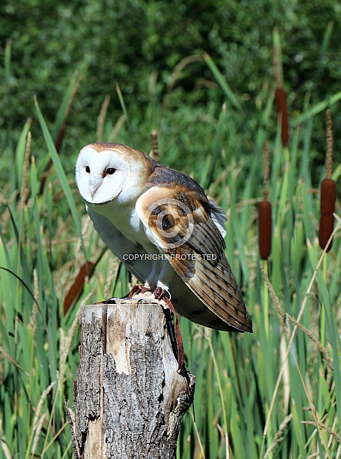 Barn Owl Among the Cattails