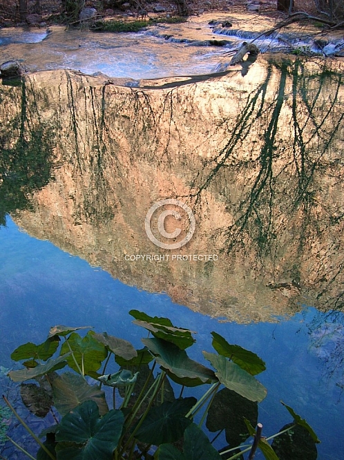 Havasu Creek Reflections